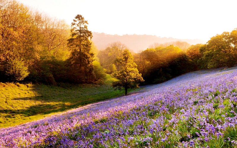 Purple Flowers on Hillside — Serene