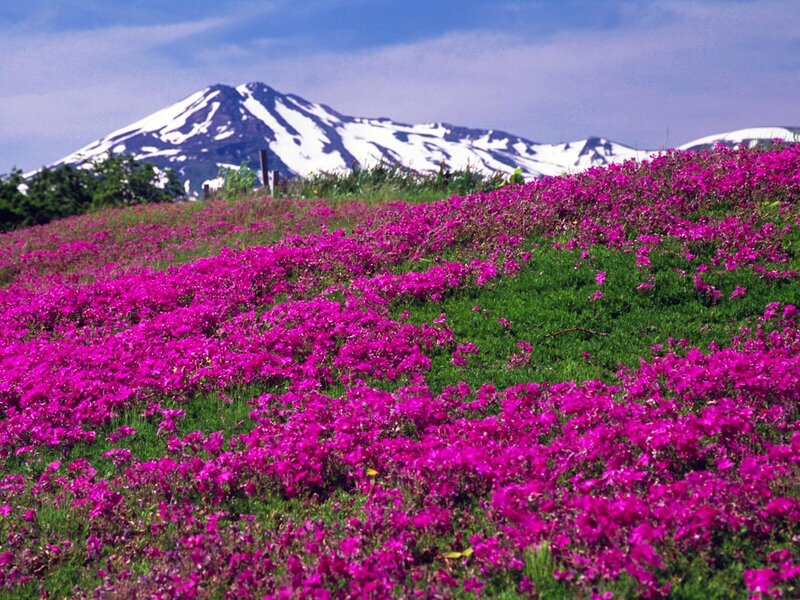 Purple Flowers on Hillside