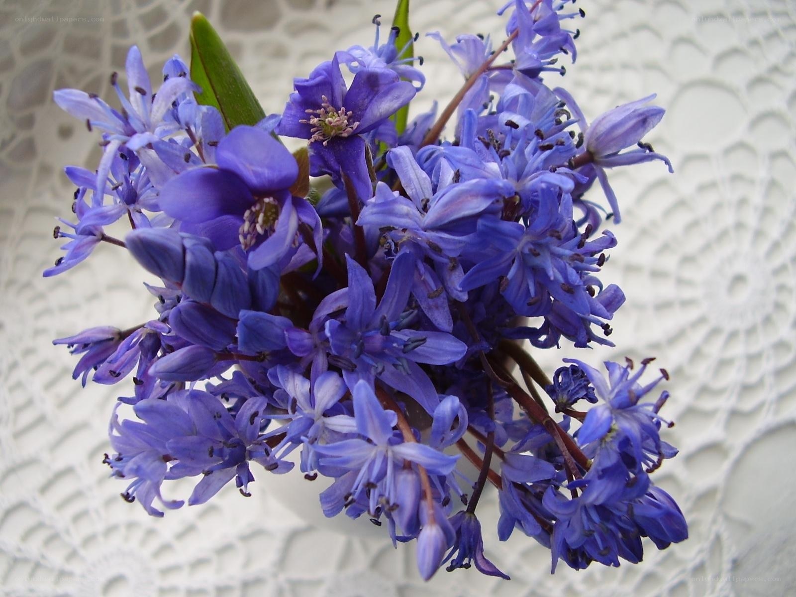 purple flowers on lace