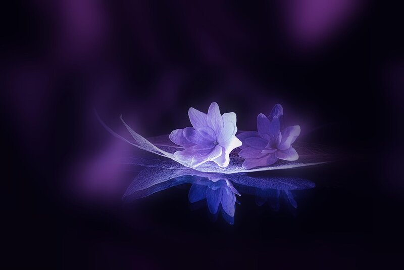 Purple Flowers on Leaf — Serene