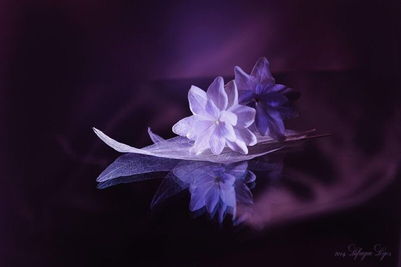 Purple Flowers on Leaf