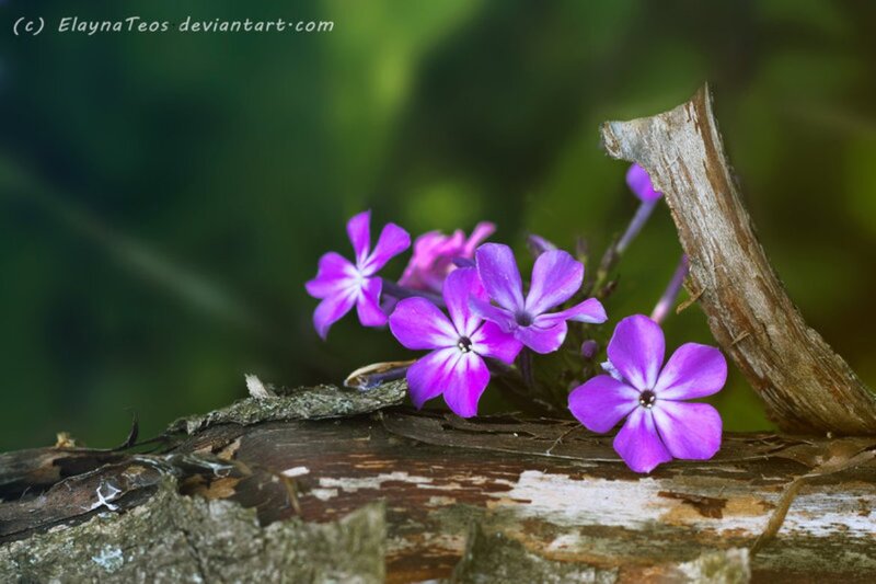 Purple Flowers on Log — Serene