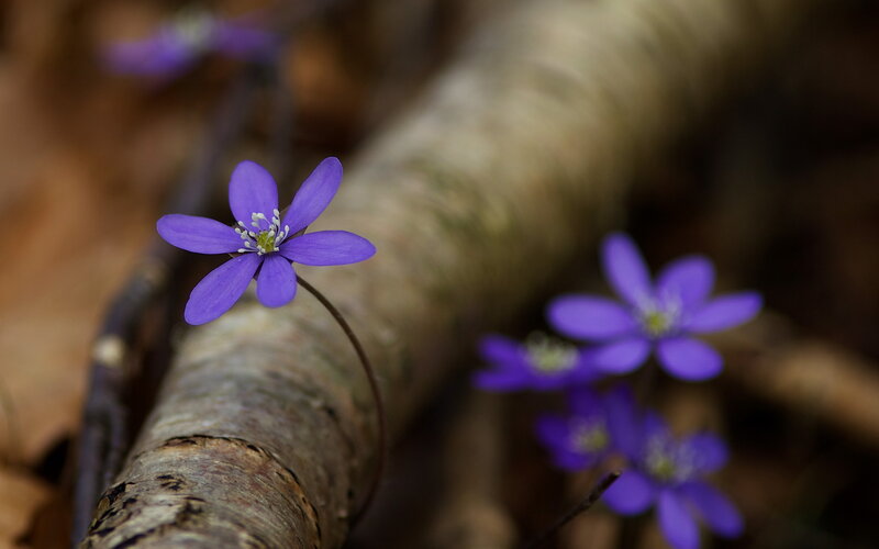 Purple Flowers on Log
