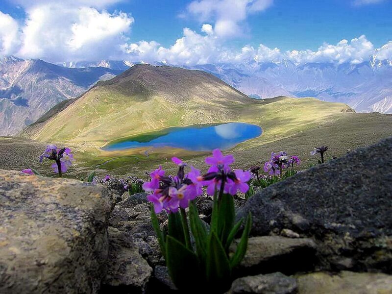 Purple Flowers on Mountain — Blue