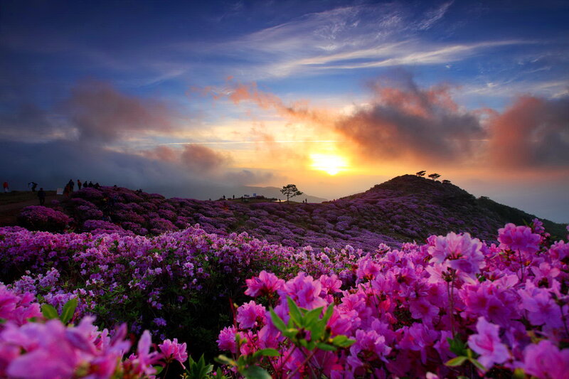 Purple Flowers on Mountain — Dramatic, Sunrise, Photograph, Clouds