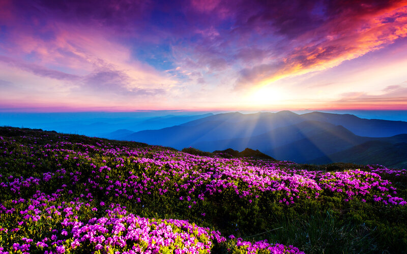 Purple Flowers on Mountain — Dramatic, Sunrise, Photograph, Mountains