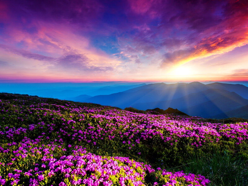 Purple Flowers on Mountain — Dramatic, Sunrise, Photograph