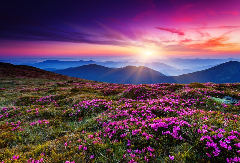 Purple Flowers on Mountain — Dramatic, Sunrise