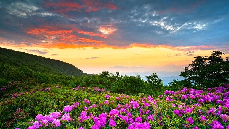 Purple Flowers on Mountain — Dramatic, Sunset, Photograph, Sky