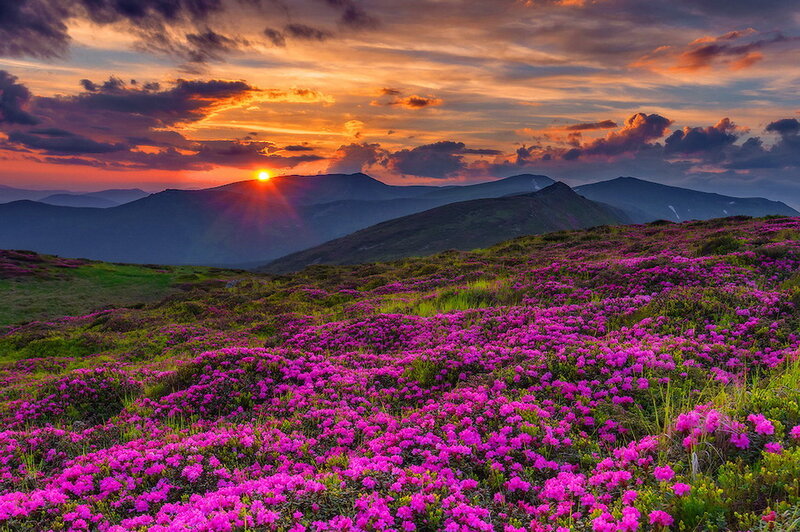 Purple Flowers on Mountain — Dramatic, Sunset, Photograph
