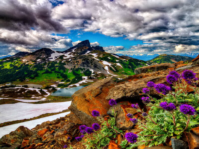 Purple Flowers on Mountain — Dramatic