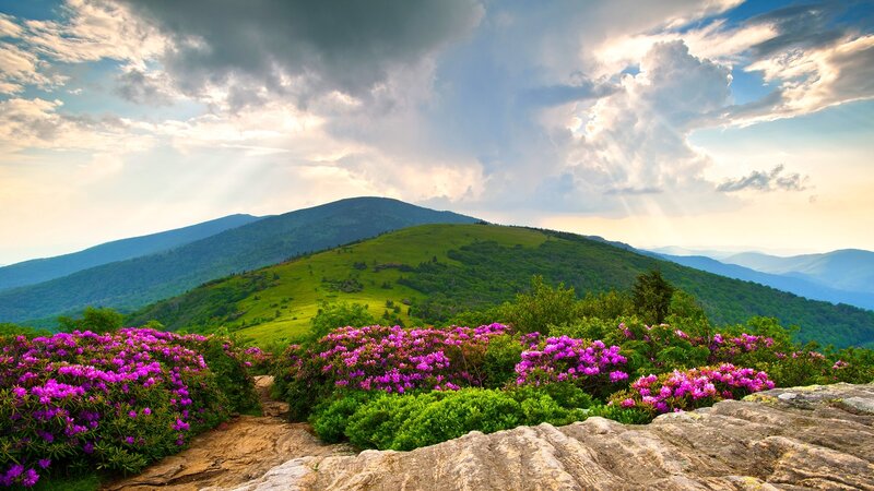 Purple Flowers on Mountain — Green, Dramatic, Afternoon, Photograph