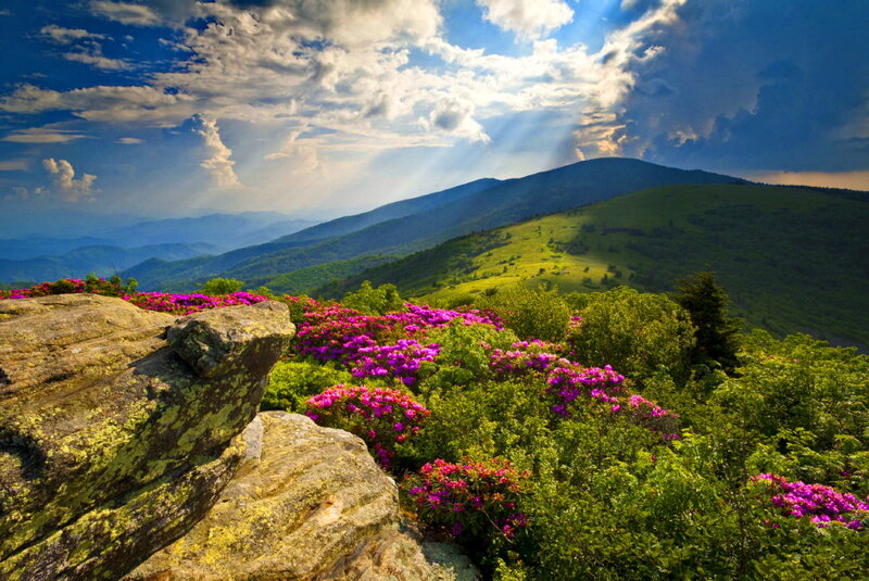 Purple Flowers on Mountain — Green, Dramatic, Afternoon