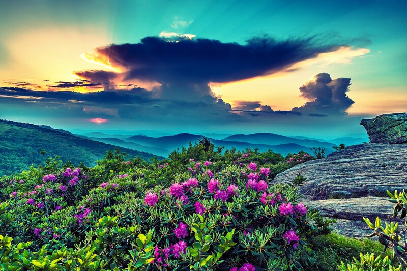 Purple Flowers on Mountain — Green, Dramatic, Sunset
