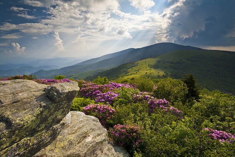 Purple Flowers on Mountain — Green, Dramatic