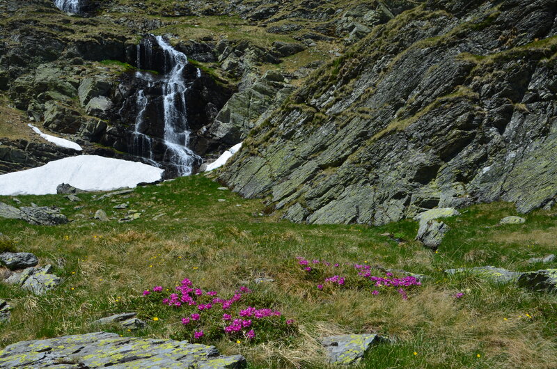Purple Flowers on Mountain — Green, Serene, Summer, Photograph