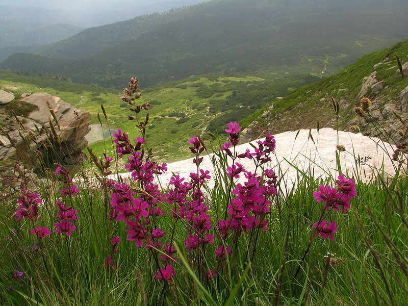 Purple Flowers on Mountain — Green, Serene, Summer