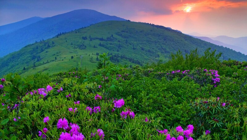 Purple Flowers on Mountain — Green, Serene, Sunset, Photograph, Sky
