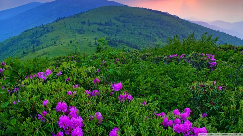 Purple Flowers on Mountain — Green, Serene, Sunset