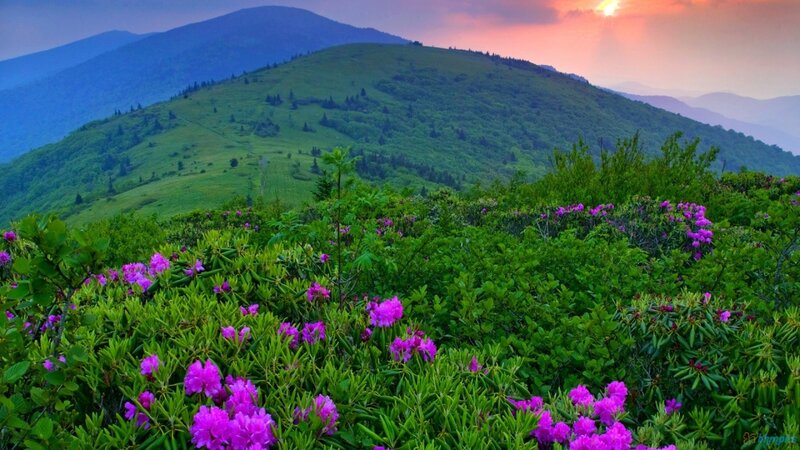 Purple Flowers on Mountain — Green, Serene