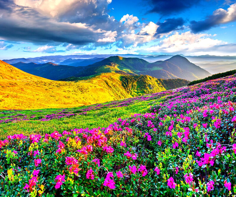 Purple Flowers on Mountain — Pink, Dramatic, Afternoon, Photograph