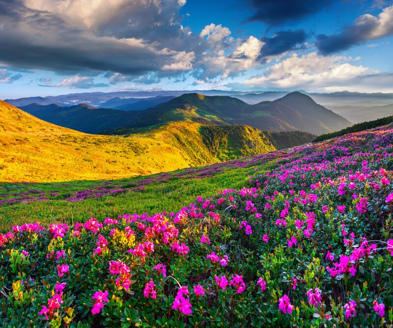 Purple Flowers on Mountain — Pink, Dramatic, Afternoon