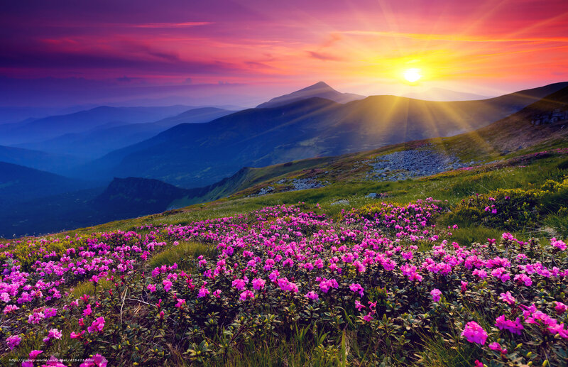 Purple Flowers on Mountain — Pink, Dramatic, Sunset, Photograph, Mountains