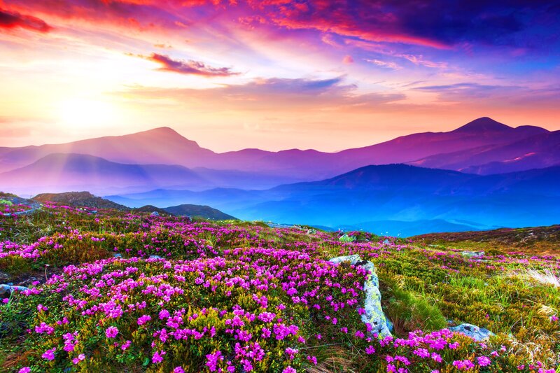 Purple Flowers on Mountain — Pink, Dramatic, Sunset, Photograph