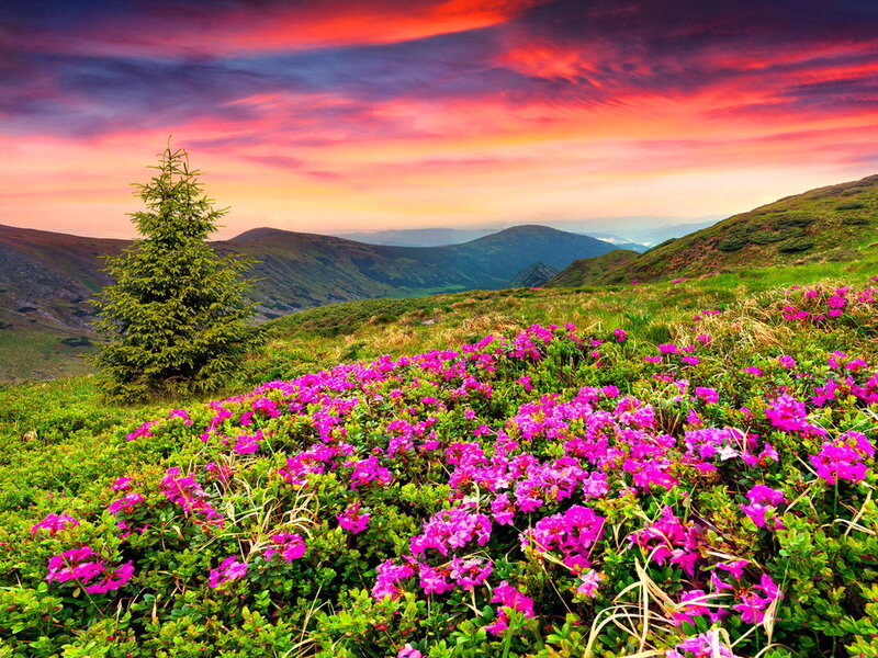 Purple Flowers on Mountain — Pink, Dramatic, Sunset