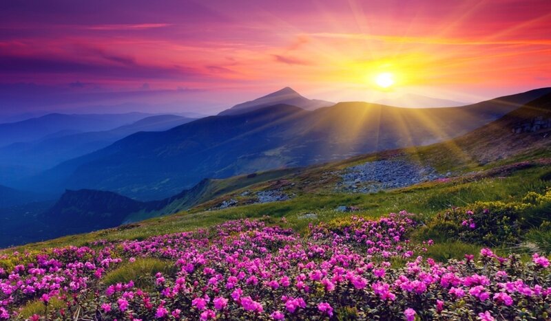 Purple Flowers on Mountain — Pink, Dramatic