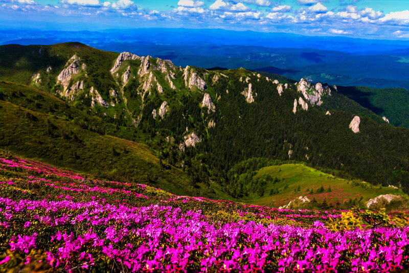 Purple Flowers on Mountain — Pink, Serene, Summer