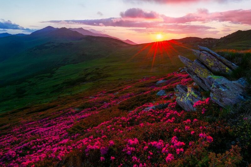 Purple Flowers on Mountain — Pink, Serene, Sunset, Photograph