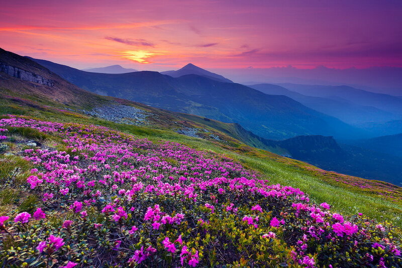 Purple Flowers on Mountain — Pink, Serene, Sunset