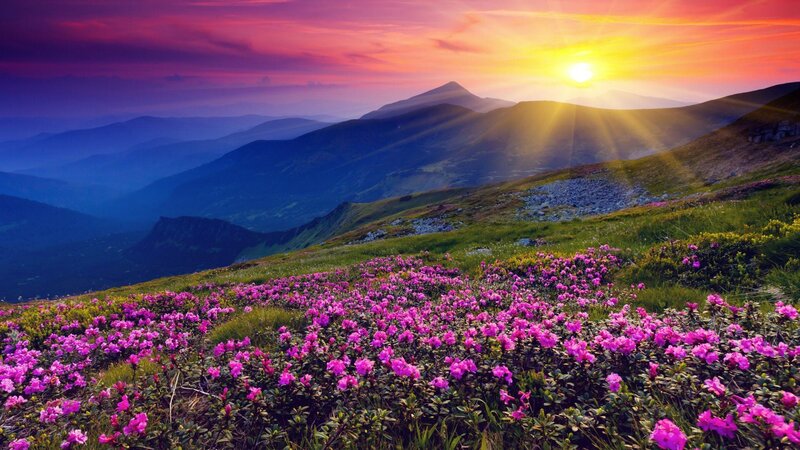 Purple Flowers on Mountain — Pink, Serene