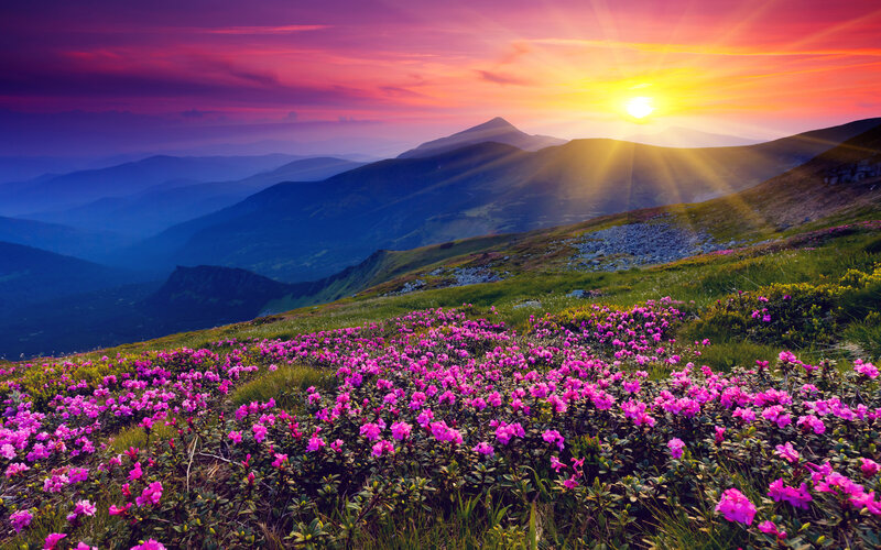 Purple Flowers on Mountain — Pink