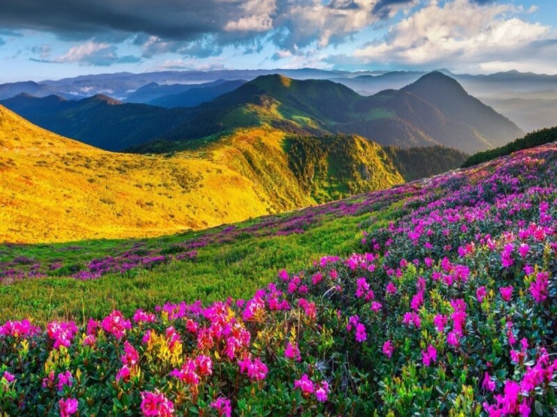 Purple Flowers on Mountain — Serene, Afternoon, Photograph, Mountains
