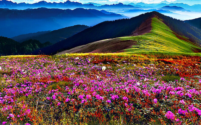 Purple Flowers on Mountain — Serene, Afternoon