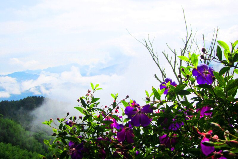 Purple Flowers on Mountain — Serene, Morning
