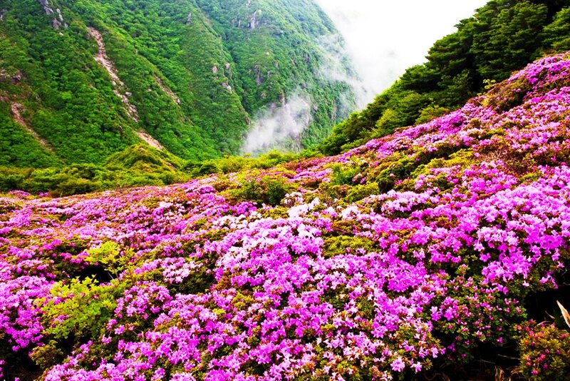 Purple Flowers on Mountain — Serene, Spring, Photograph