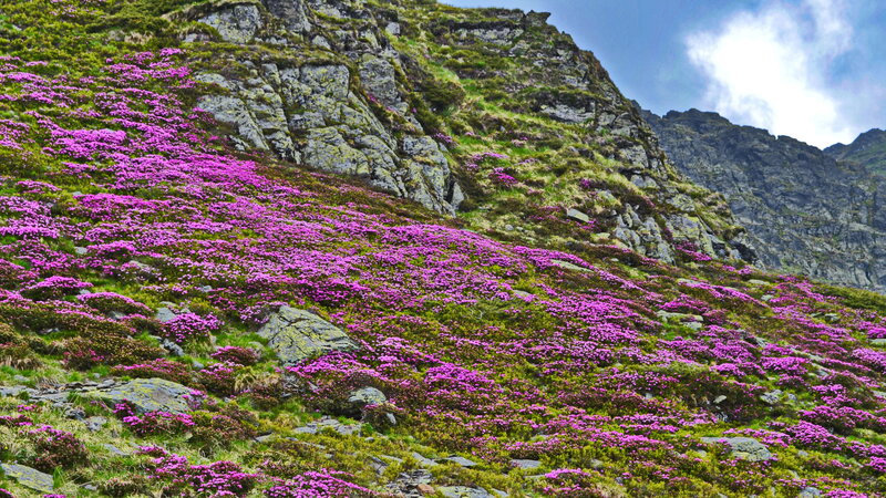 Purple Flowers on Mountain — Serene, Spring
