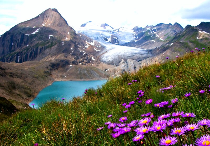 Purple Flowers on Mountain — Serene, Summer