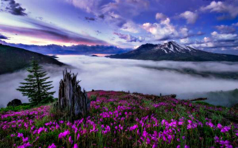 Purple Flowers on Mountain — Serene, Sunrise, Photograph, Clouds