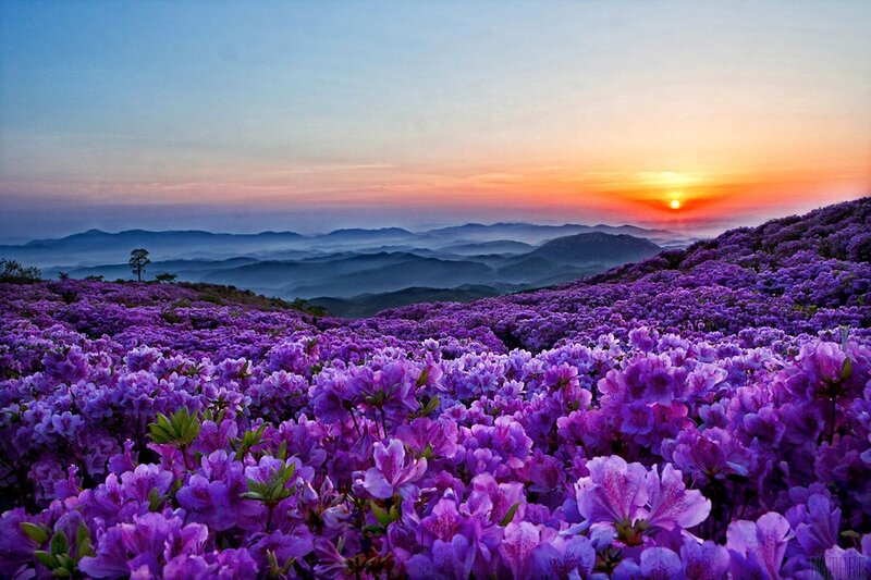 Purple Flowers on Mountain — Serene, Sunrise, Photograph, Mountains, Tree