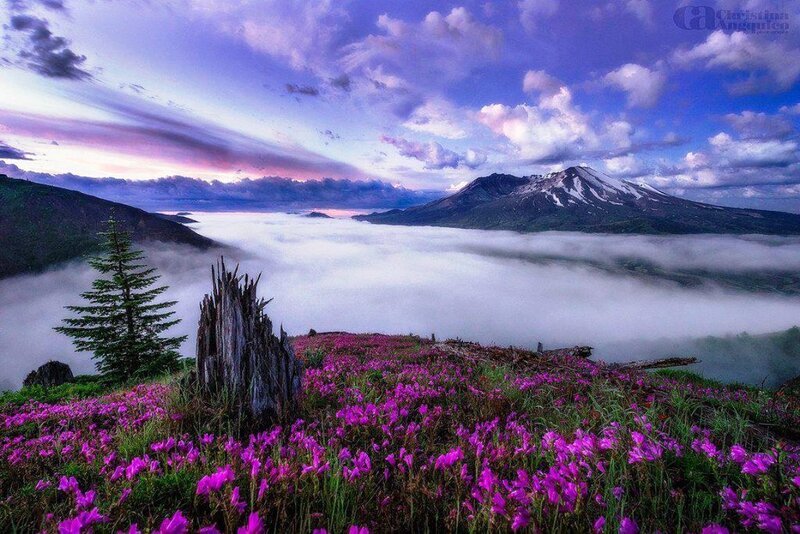 Purple Flowers on Mountain — Serene, Sunrise, Photograph