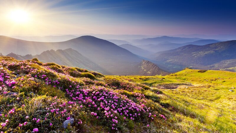 Purple Flowers on Mountain — Serene, Sunrise