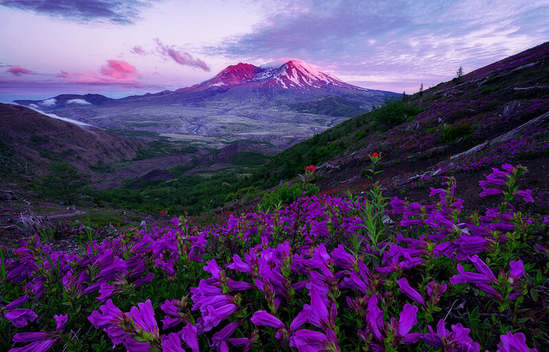 Purple Flowers on Mountain — Serene, Sunset, Photograph, Sky, Valley