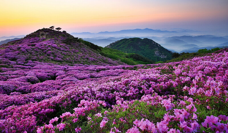 Purple Flowers on Mountain — Serene, Sunset, Photograph