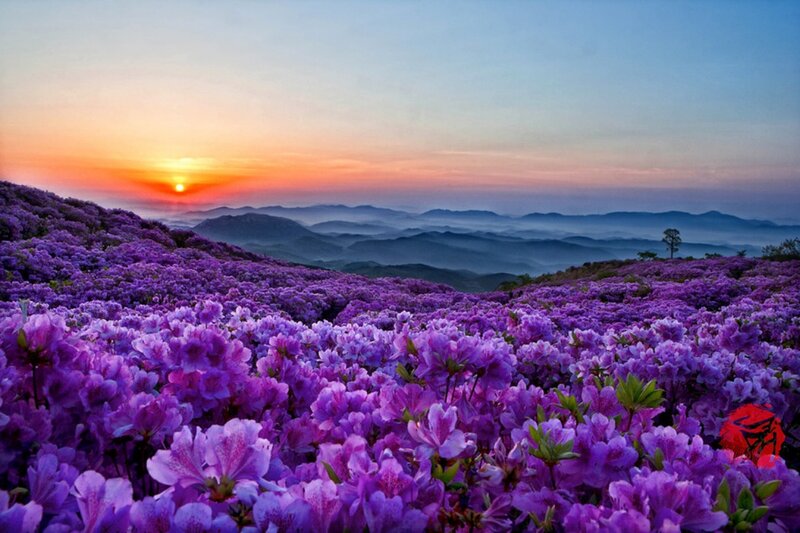 Purple Flowers on Mountain — Serene, Sunset