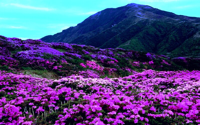 Purple Flowers on Mountain — Serene