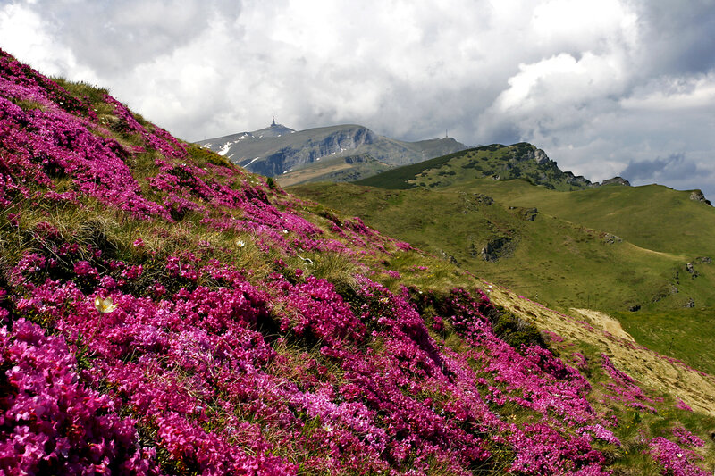 Purple Flowers on Mountain